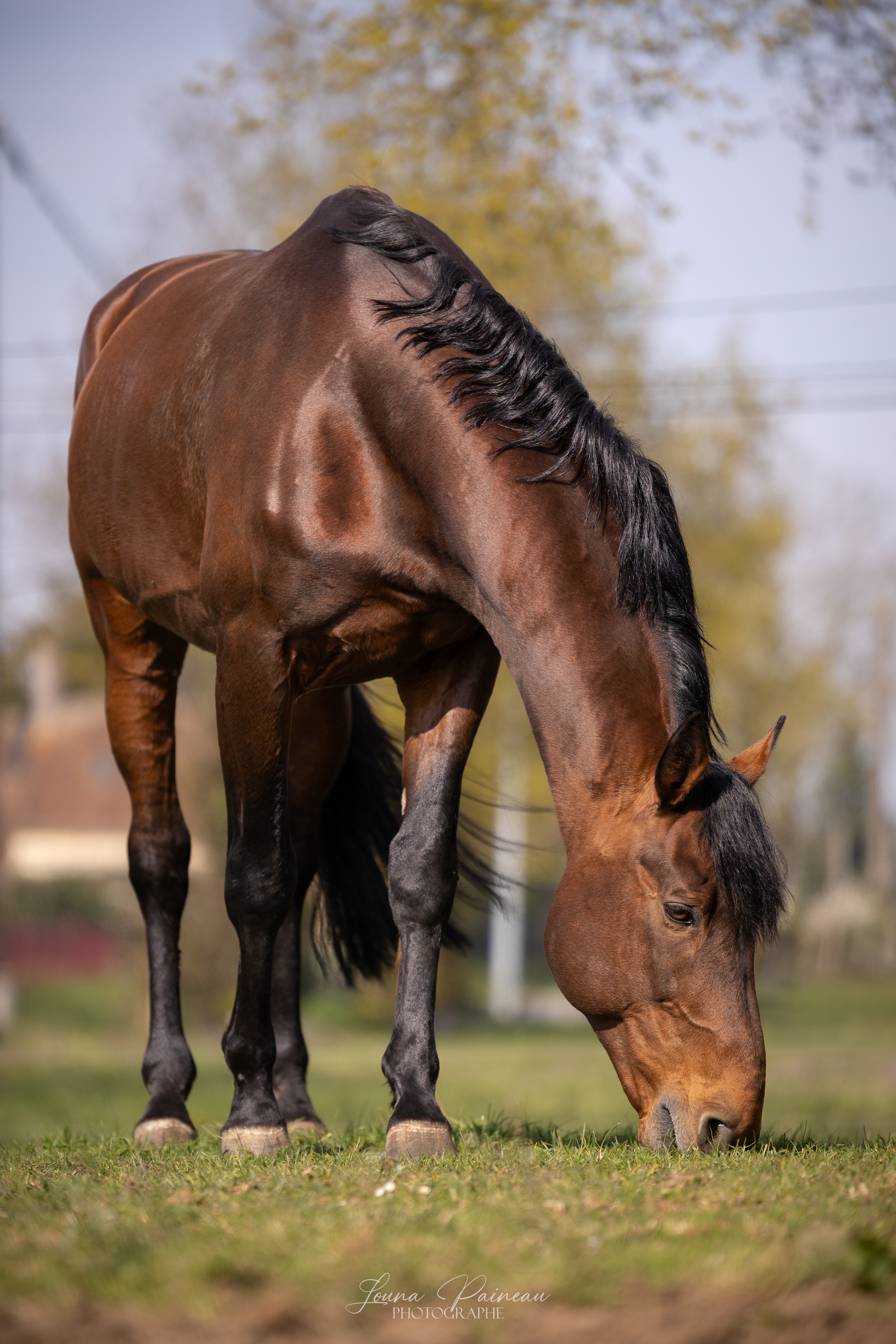 Hos d'O – photo principale