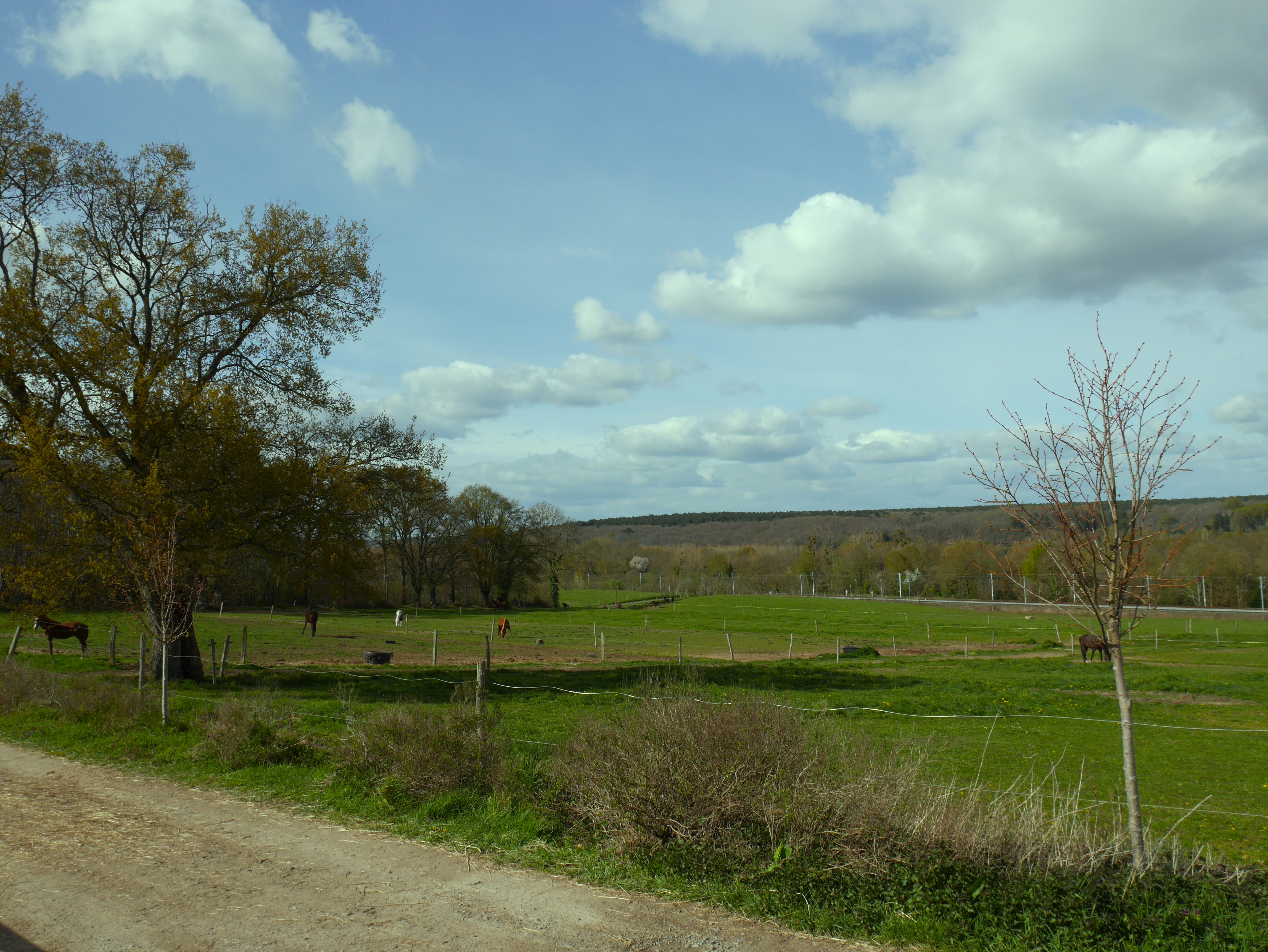 Paddocks et prairies